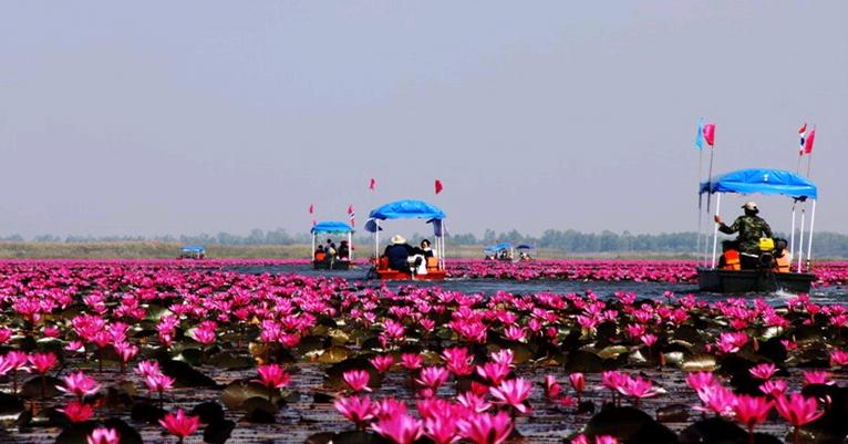 บัวแดงหนองหาน บัวสีชมพู