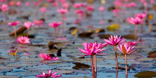 คนขับมืออาชีพ